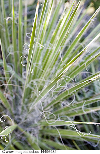 Yucca Plant  Close-Up