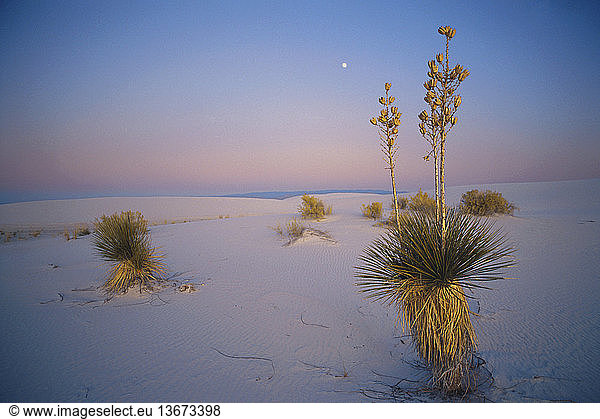 Yucca plants and the moon in White Sands National Monument  New Mexico.