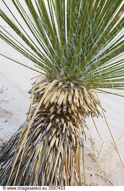 Yucca plants Yucca utahensis Grand Staircase Escalante National Monument Utah