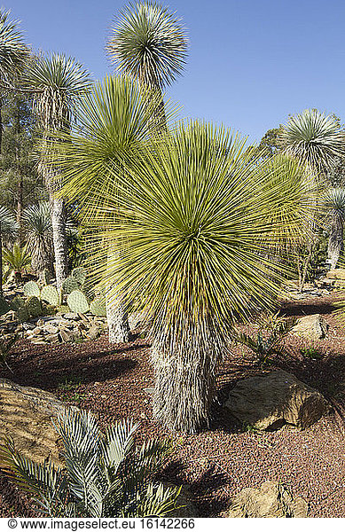 Yucca queretaroensis and Yucca rostrata at Tropical zoological garden  La Londe-les-Maures  Var  France