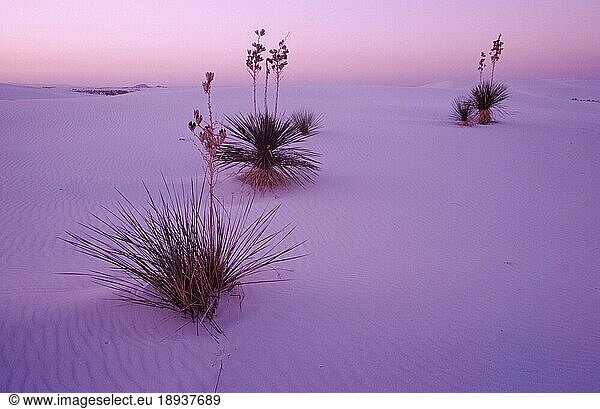 Yucca Tree Soap in desert (filamentosa)  -Palmen der Wüste  Neumexiko  Agavengewächse  Agavaceae  White Sands national monument  New Mexico  USA  Nordamerika