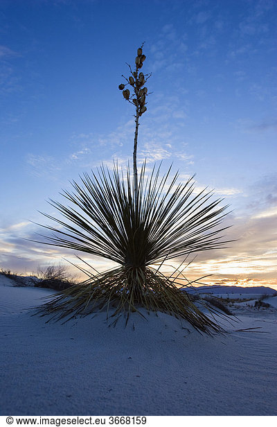 Yucca (Yucca elata)  Abendrot  White Sands National Monument  Neumexiko  USA  Nordamerika