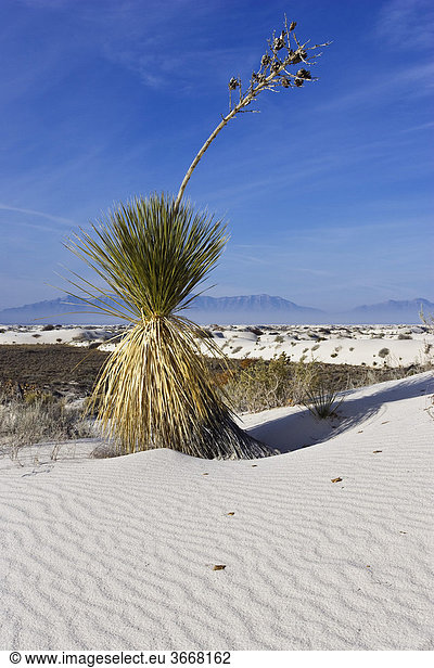 Yucca (Yucca elata) in Dünen  White Sands National Monument  Neumexiko  USA  Nordamerika