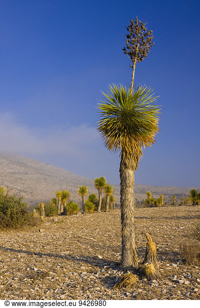 Yuccas (Yucca queretaroensis)  bei Los Temporales  Musquiz  Coahuila  Mexiko