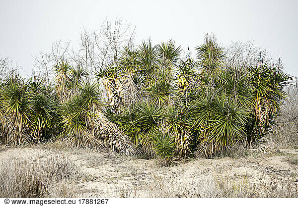 Yuccas (Yucca sp.) growing on fixed sand dune  Le Grau-du-Roi  Gard  France