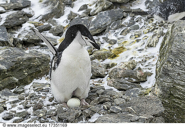 Zügelpinguin (Pygoscelis antarcticus)  auf Eiern bei Coronation Island  Südliche Orkney-Inseln  Antarktis  Polarregionen