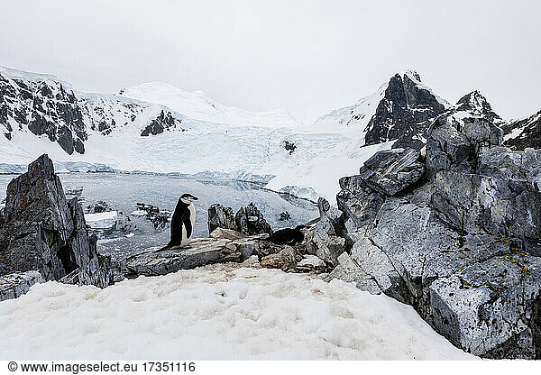 Zügelpinguin (Pygoscelis antarcticus)  Nistplatz hoch oben auf dem Hügel in Orne Harbor  Antarktis  Polarregionen