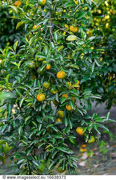 Zahlreiche halbreife Zitrusfrüchte (Mandarinen) hängen an den Bäumen im Sonnenlicht.