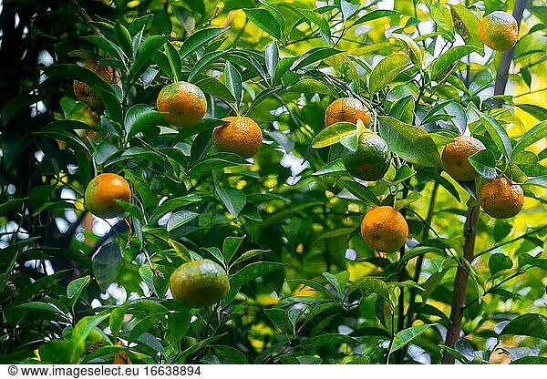Zahlreiche halbreife Zitrusfrüchte (Mandarinen) hängen an den Bäumen im Sonnenlicht.