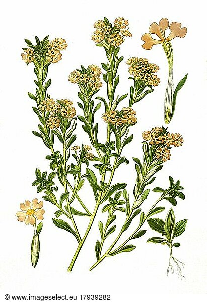 Zaluzianskya selaginoides  Nachtphlox  Sternbalsam  historisch  digial restaurierte Reproduktion einer Vorlage aus dem 19. Jahrhundert
