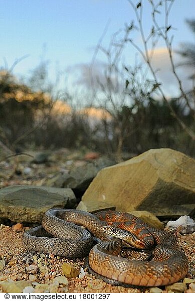 Zamenis socotrae  Coluber socotrae  Haemorrhois socotrae  Eremiophis socotrae  Natter  Nattern  Andere Tiere  Reptilien  Schlangen  Tiere  Socotran Racer (Hemerophis socotrae) adult  coiled in habitat  Socotra  Yemen