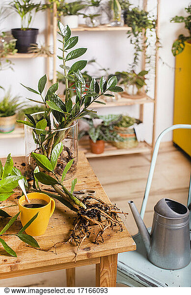 Zamioculcas Zamiifolia plant and coffee cup on table at home
