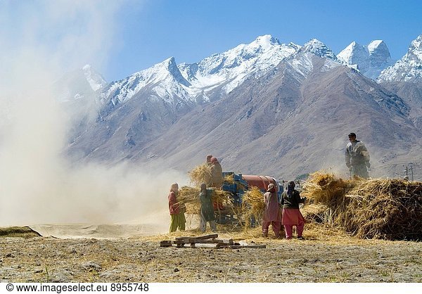 Zanskari villagers engaged in mechanical threshing. Background: snow capped peaks of Haptal massif Great Himalayan range. Rubruk nr. Padum Zanskar Ladakh Jammu&Kashmir Himalayas India.