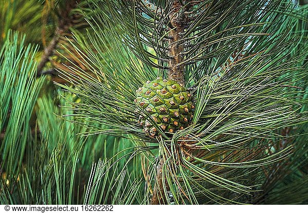 Zapfen der Torrey-Kiefer (Pinus torreyana)  Santa Rosa Island  Channel Islands National Park  Kalifornien USA.