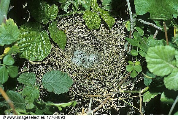 Zaunammer  Zaunammern (Emberiza cirlus)  Singvögel  Tiere  Vögel  Ammern  Cirl Bunting nest with four eggs