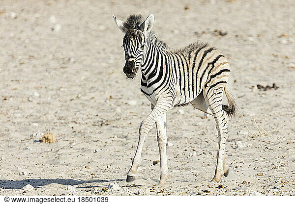 Zebra at Etosha National Park  Namibia  Africa