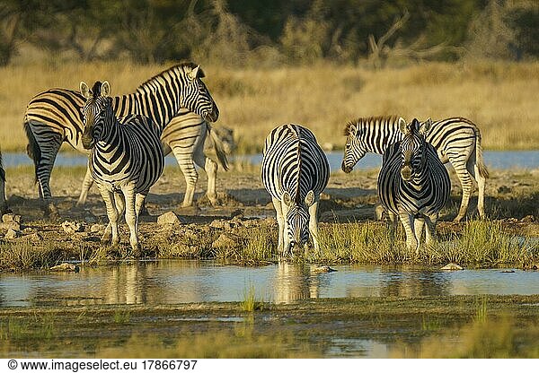 Zebra  Burchells Burchell-Zebra (Equus burchellii)  ein Tier trinkt an einem Wasserloch. Etosha-Nationalpark  Namibia  Afrika