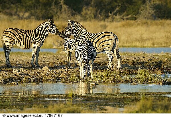 Zebra  Burchells Zebras (Equus burchellii)  ein Tier trinkt an einem Wasserloch. Etosha-Nationalpark  Namibia  Afrika