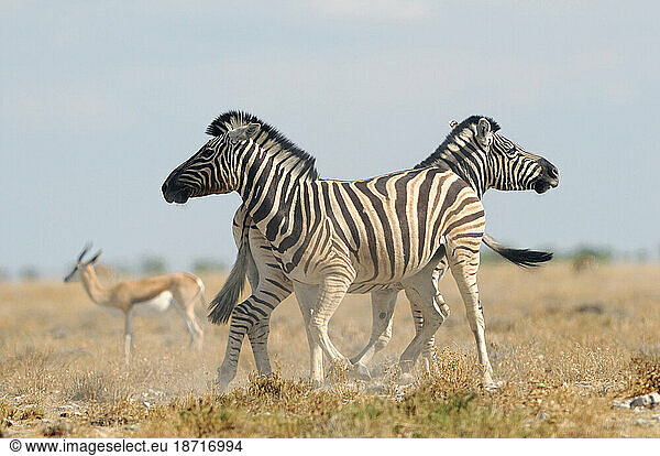 Zebra (Equus burchelli)  Etosha National Park  Kunene Region  Namibi