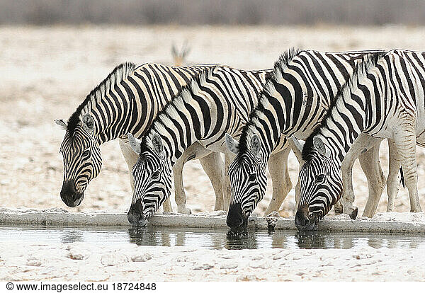 Zebra (Equus burchelli)  Etosha National Park  Kunene Region  Namibia