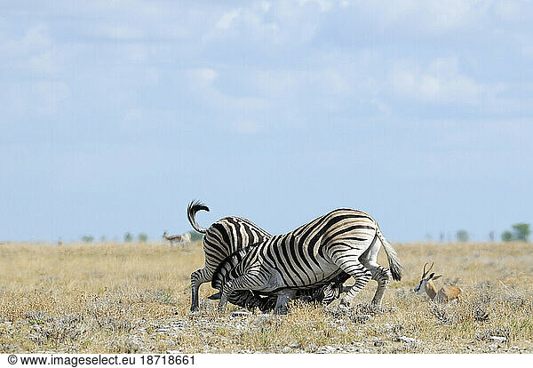 Zebra (Equus burchelli) in Savannah  Etosha National Park  Kunene Region  Namibia