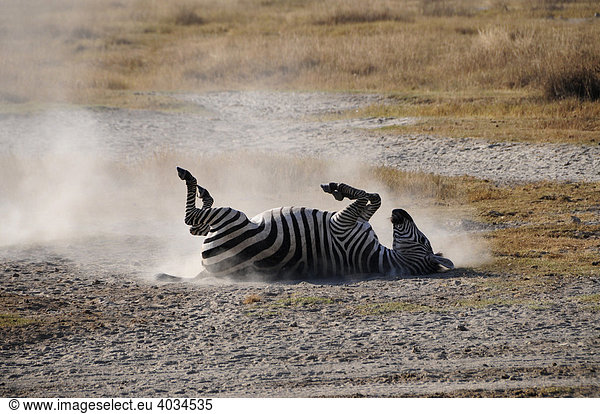 Zebra (Equus quagga) beim Sandbad im Ngorongoro-Krater Ngorongoro Conservation Area Tansania Afrika Equus quagga Steppenzebra
