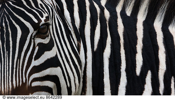 Zebra  Equus quagga burchellii  Ngorongoro-Schutzgebiet  Tansania  Afrika