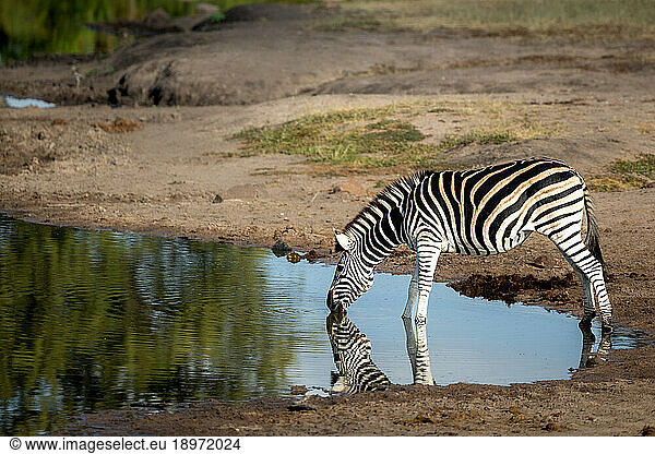 Zebra  Equus quagga  drinking from a dam or water hole.