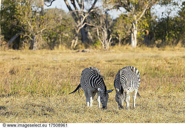 Zebra  Equus quagga  zwei Tiere  die auf einer Wiese grasen.