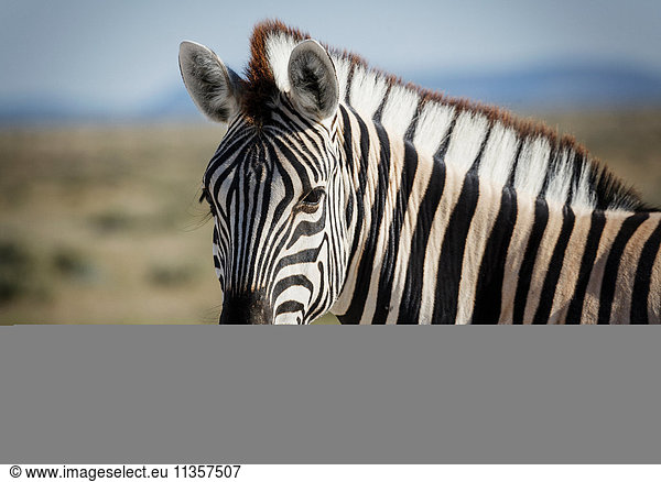 Zebra  Etosha National Park  Namibia