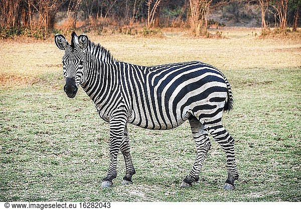 Zebra in freier Wildbahn in Sambia  Afrika.