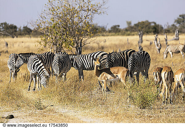zebra  Okavango Delta  Botswana