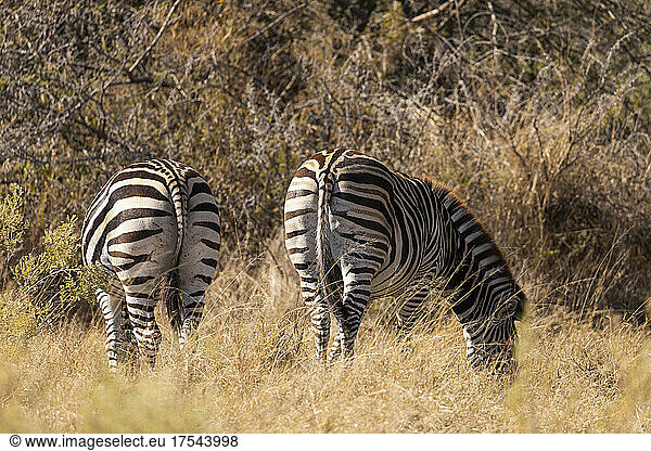 zebra  Okavango Delta  Botswana