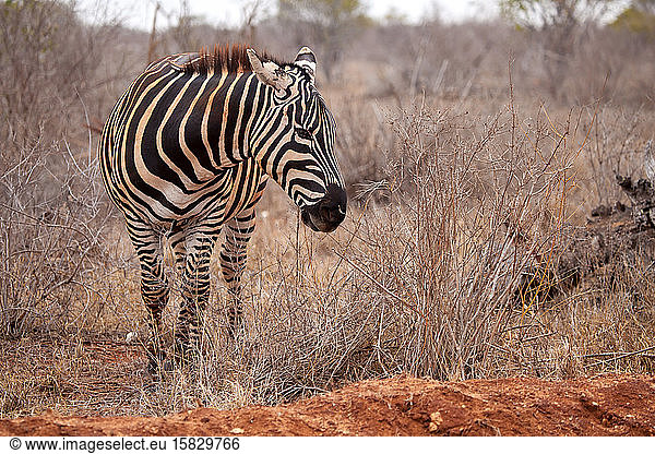 Zebra steht in der Savanne von Kenia
