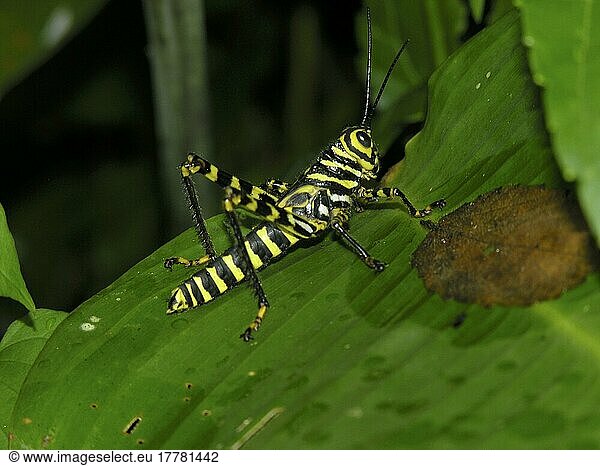 Zebraheuschrecke in Panama
