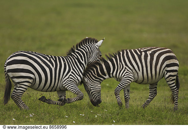 Zebrakämpfe im Flachland  Ngorongoro-Schutzgebiet  Tansania