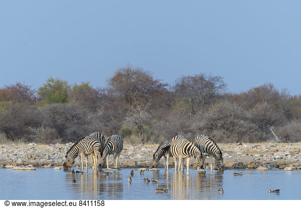 Zebras an der Wasserstelle  Steppenzebras (Equus quagga burchellii)  Wasserstelle Klein Namutoni  Etosha-Nationalpark  Namibia