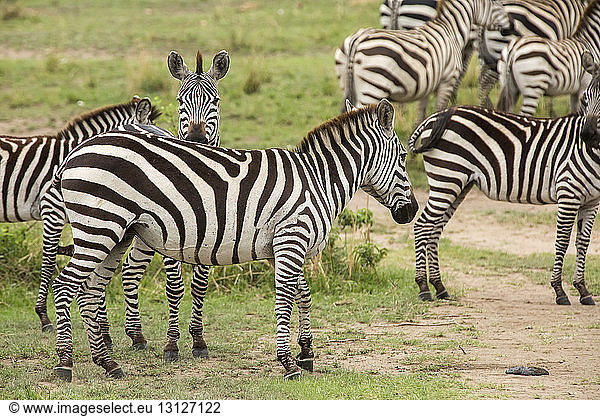 Zebras auf Grasfeld stehend
