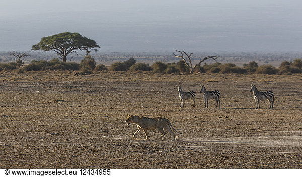 Zebras beobachten eine Löwin im Amboseli-Nationalpark  Kenia  Ostafrika  Afrika