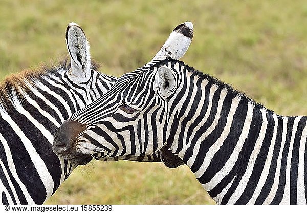 Zebras  die sich gegenseitig kratzen