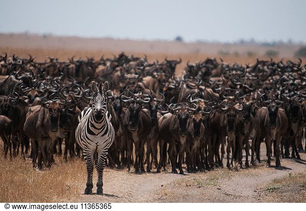 Zebras führen Hunderte von Gnus auf ihrer jährlichen Migration durch den Mara-Fluss zwischen Tansania und Kenia