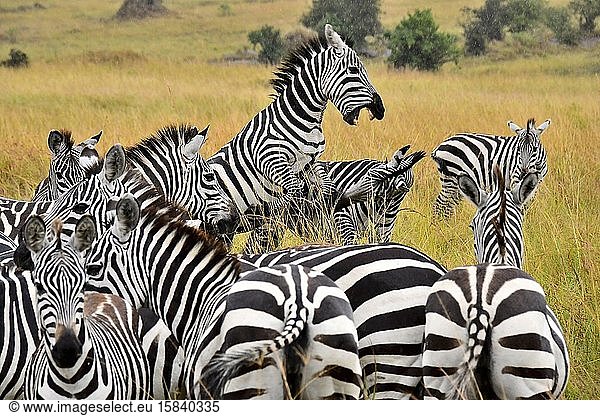 Zebras im Kampf