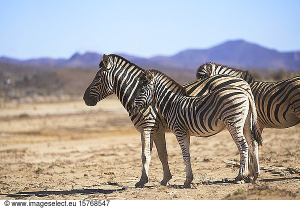 Zebras im sonnigen Naturschutzgebiet
