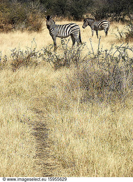 Zebras in der Savanne  Etoscha-Nationalpark  Namibia