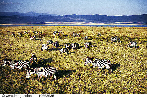 Zebras in Ngorongoro crater.