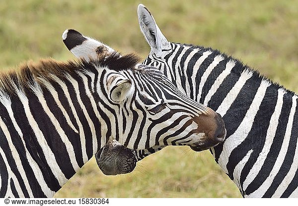 Zebras kratzen sich gegenseitig