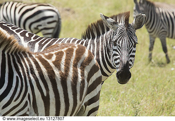 Zebras on field at Serengeti National Park