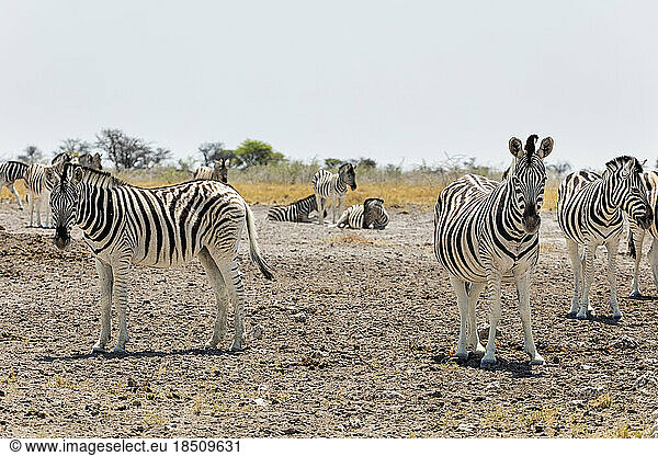 Zebras on sand at Etosha National Park  Namibia  Africa