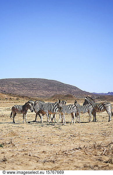Zebras on sunny wildlife reserve Sanbona Cape Town South Africa