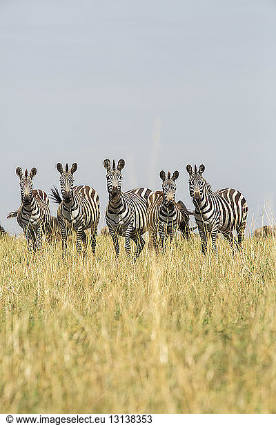 Zebras standing on grassy field against clear sky